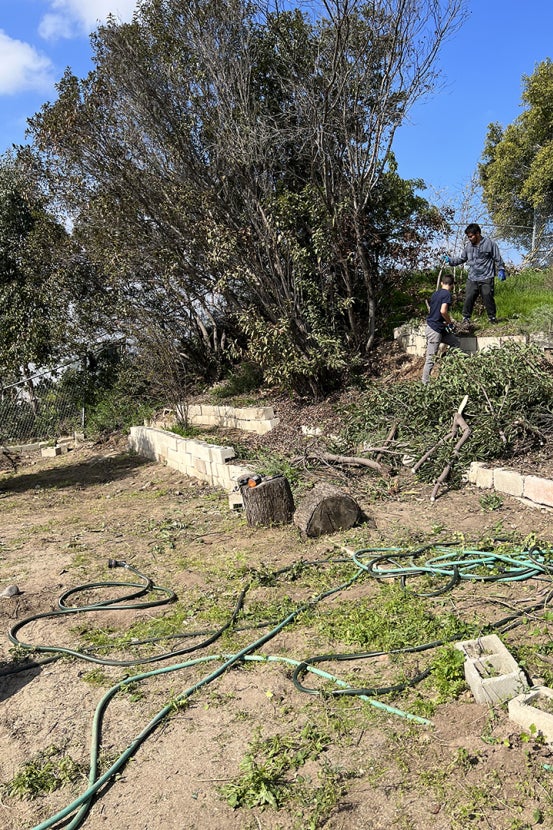 Hill with dead plants and debris