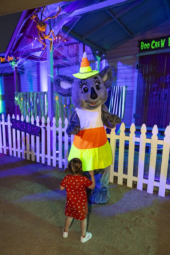 Sydney koala dressed up for halloween