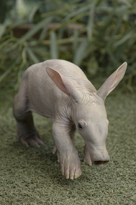 Aardvark young