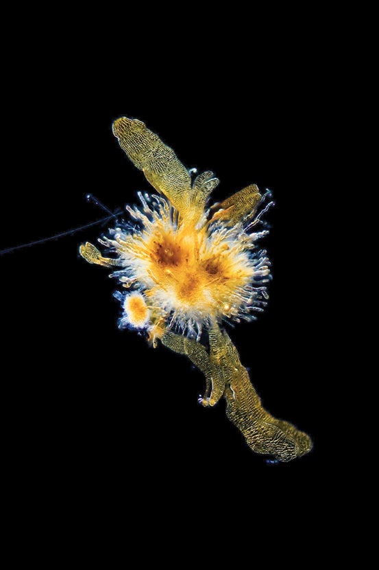 Kelp gametophyte