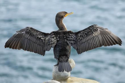 sea bird with outstretched wings