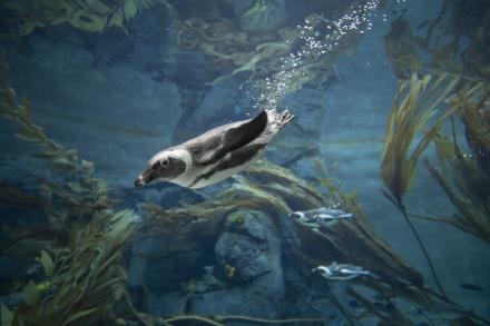 penguins swimming beneath surface