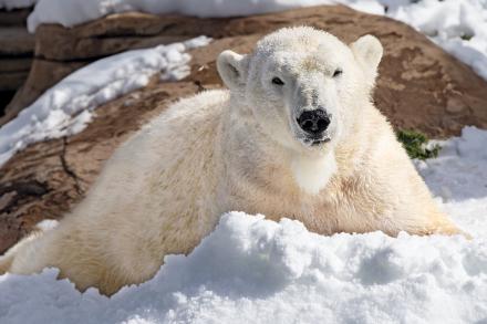 polar bear in snow