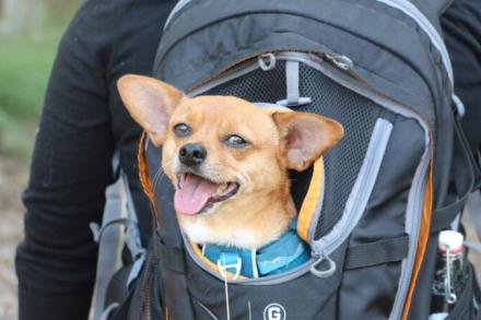 dog being carried inside backpack