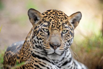 jaguar