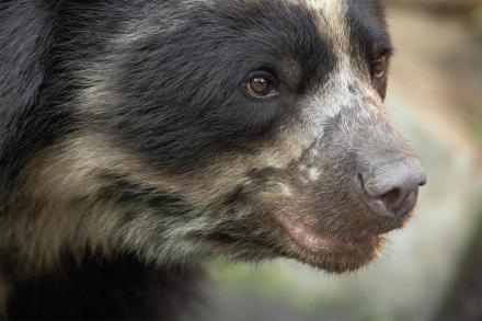 Andean bear