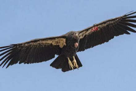 condor soaring
