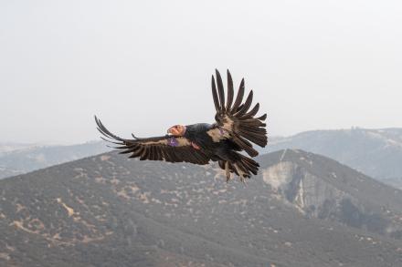 condor