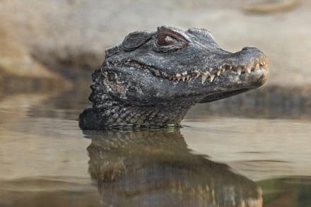 black caiman