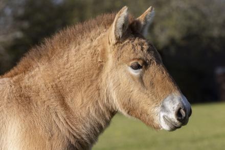 Przewalski horse