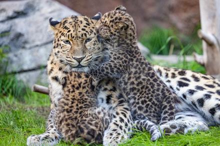 leopard with two cubs