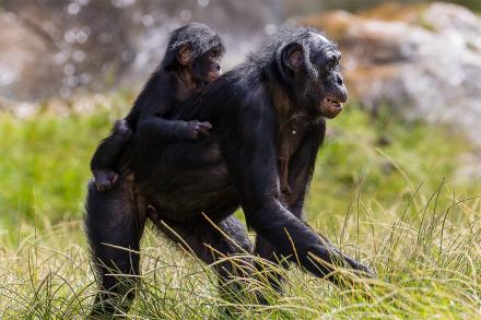 bonobo with baby