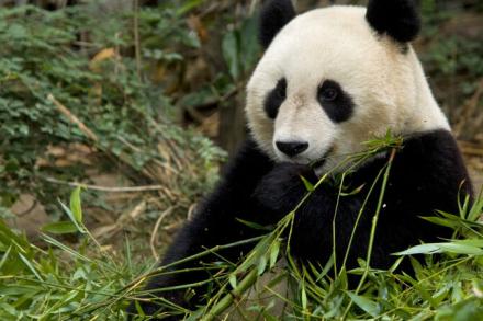 giant panda