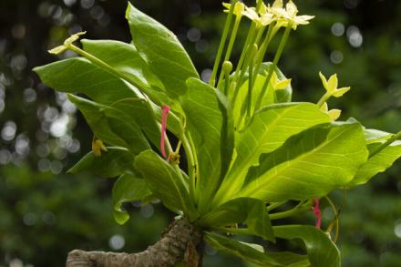 ʻālula plant