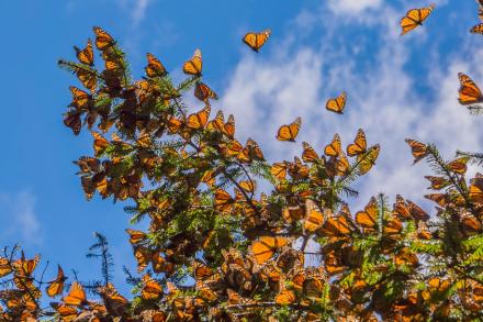 butterflies on a tree