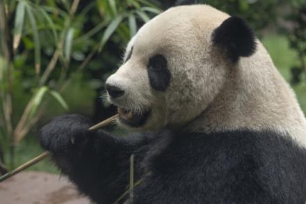 panda chewing on stick