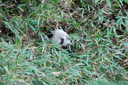 panda hidden in trees