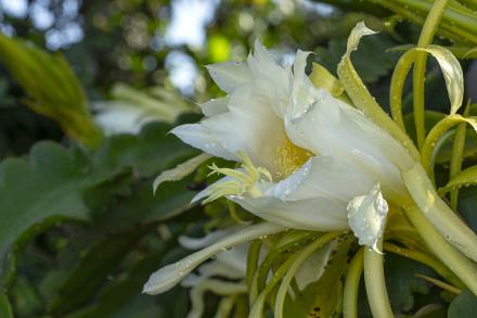 Dragon fruit flower