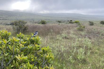 Loggerhead shrike on shrubbery