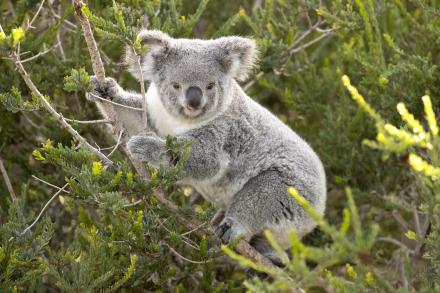 Koala mother and Joey on branch