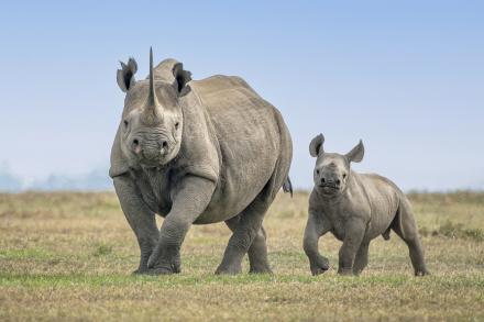 Rhino and her calf