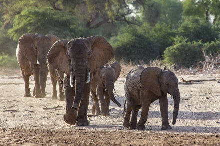 elephants walking on the savanna