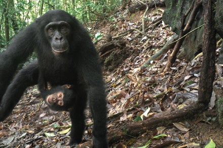 chimpanzees on trail camera