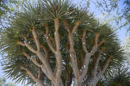 Dragon tree