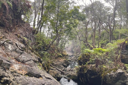 Hawaiian forest