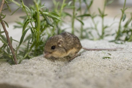 Pacific pocket mouse