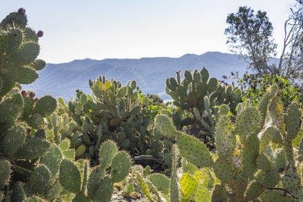 cactus scrub at biodiversity reserve 