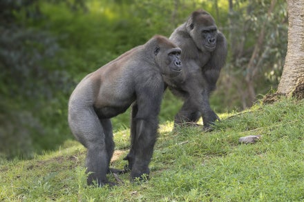 Gorillas