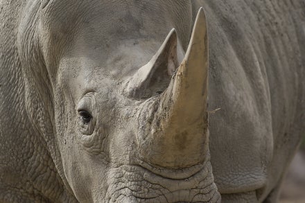 Close-up shot of a southern white rhino's face