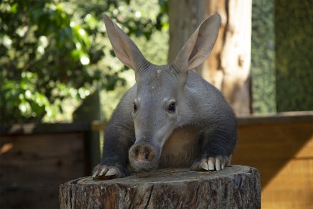 Aardvark eating insects on log