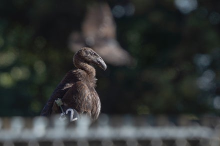 california condor 