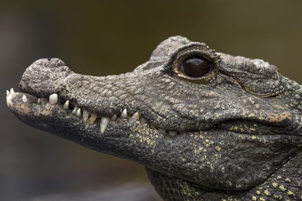 Profile view of dwarf crocodile