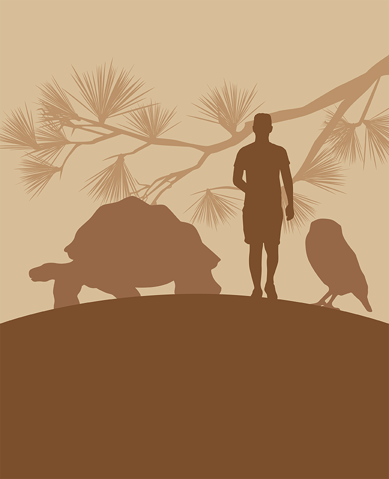 illustrated silhouette in shades of brown of human, tortoise, burrowing owl, and Torrey pine tree