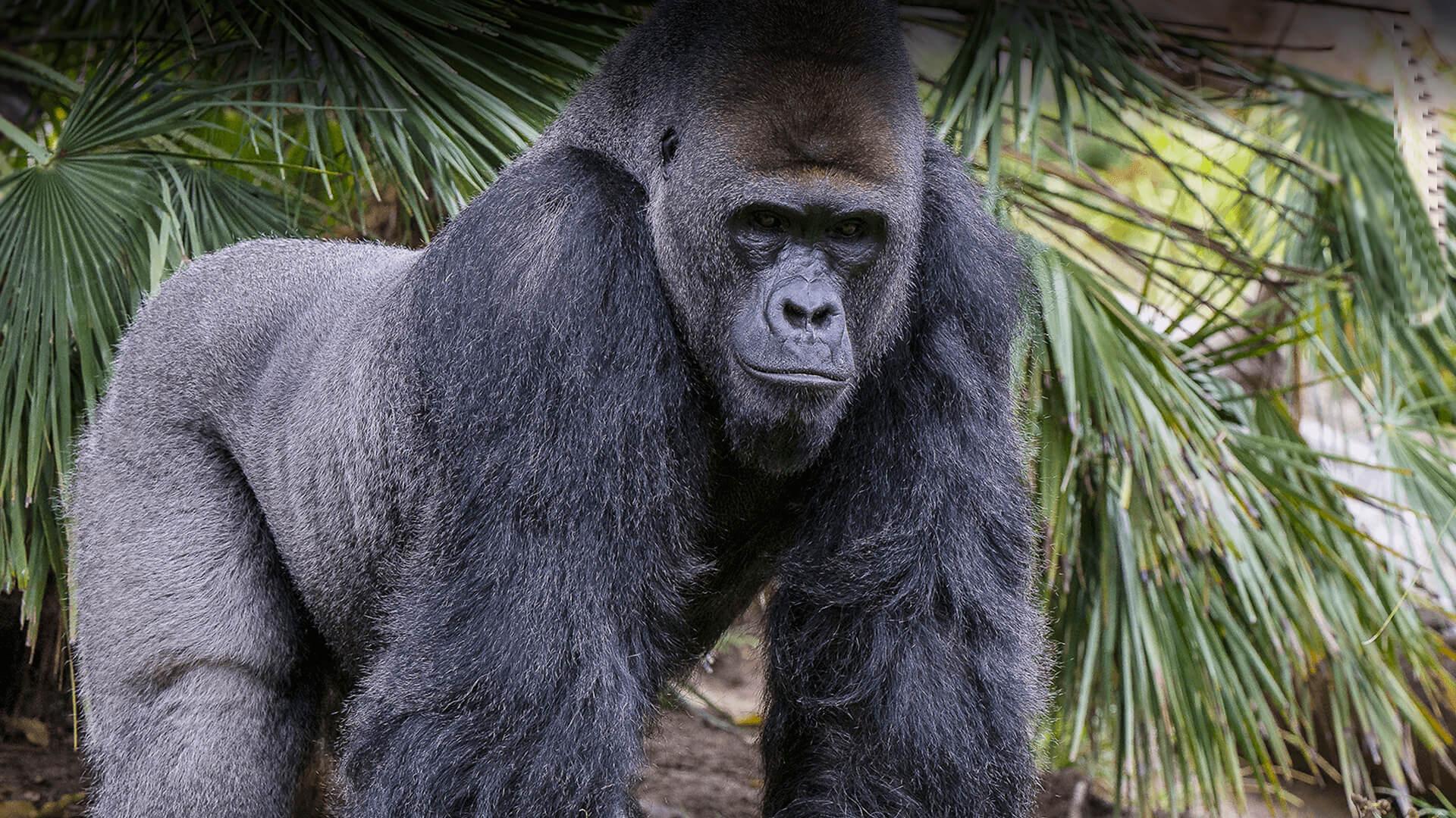 A gorilla looks towards the camera, jungle in the background.