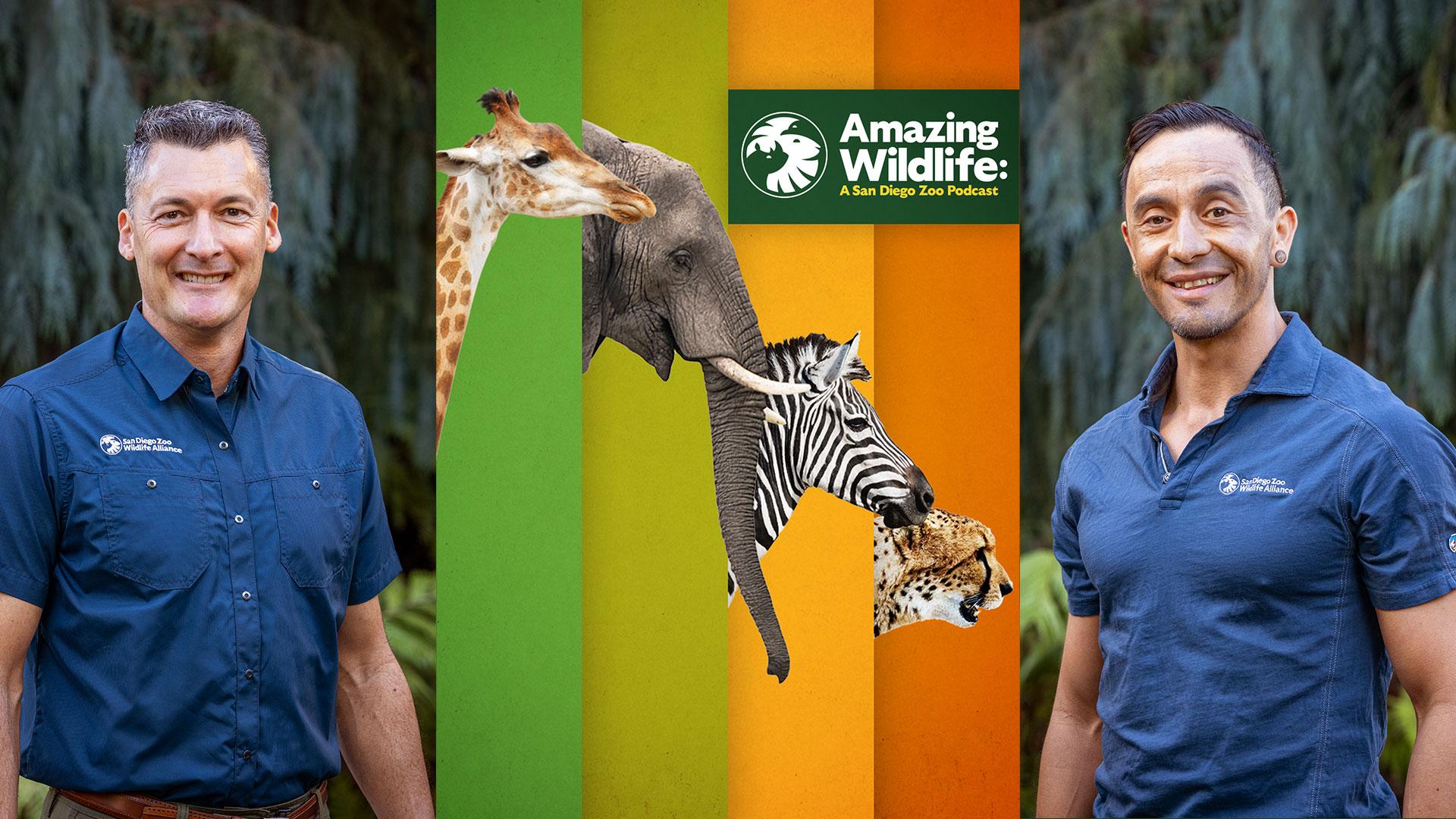 Amazing Wildlife: A San Diego Zoo Podcast