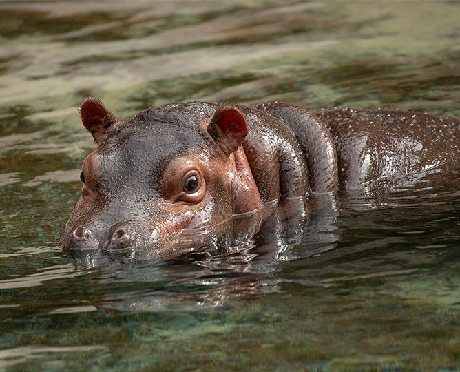 Baby hippo in the water