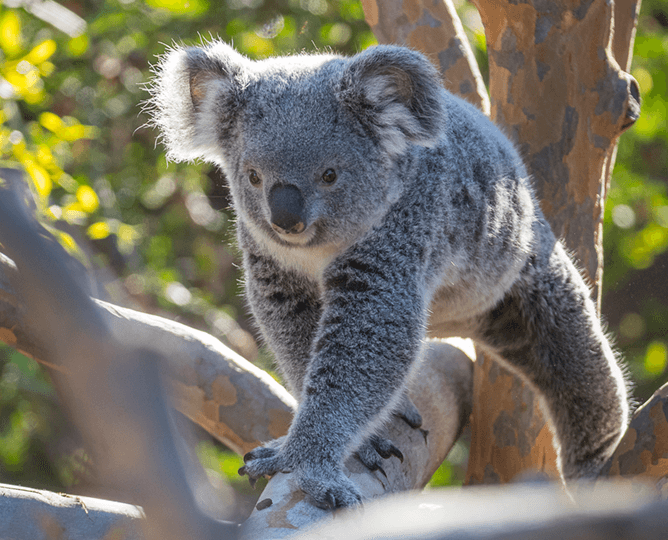 koala walking on a branch
