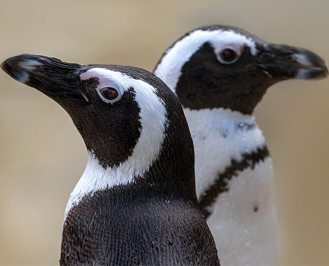 A pair of African penguins.