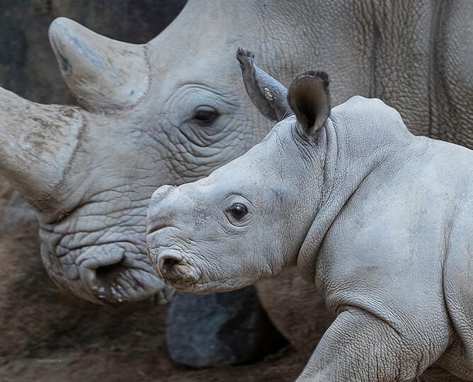 Rhino mom and calf