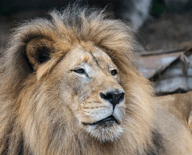 Male lion looks to the right. 