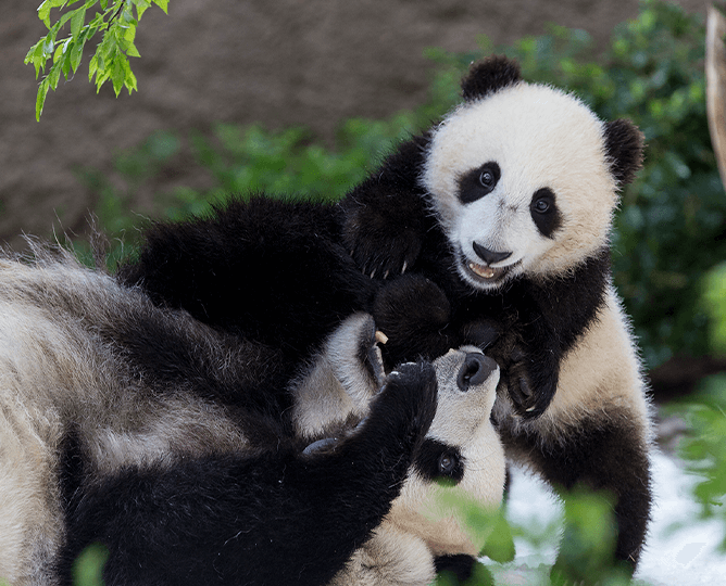 Two pandas play with each other. 