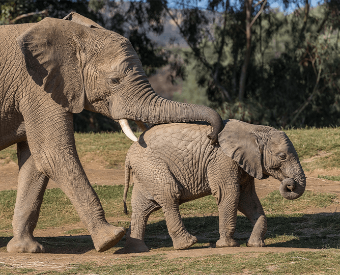 Mkhaya the baby elephant and mom