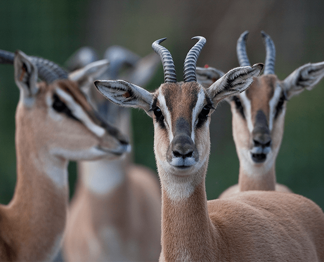 A group of gazelle.