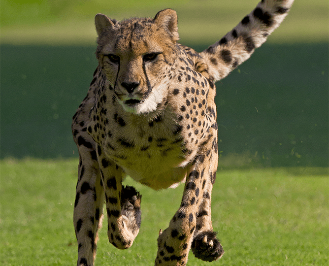 Cheetah running twoards camera. 