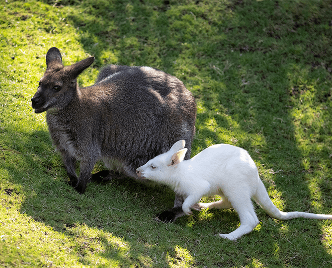 Albino wallaby and its mother. 