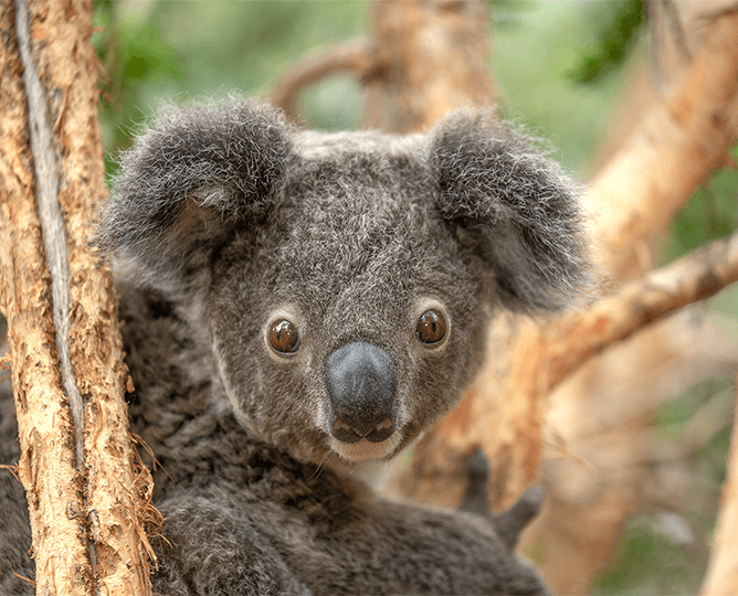 Koala in a tree looks at camera. 